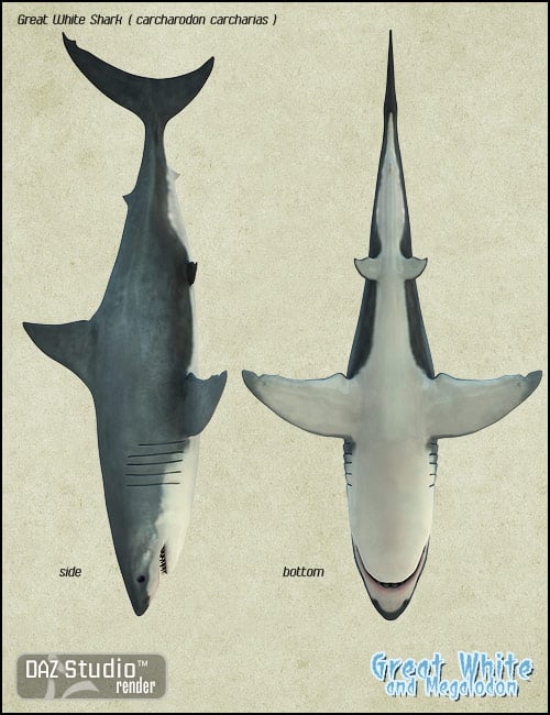 Great White and Megalodon Great White and Megalodon by: Alessandro_AM, 3D Models by Daz 3D