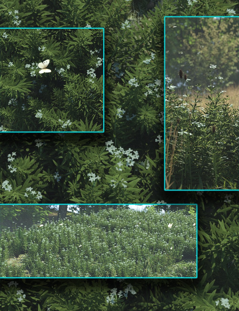 Wild Flowers Vol-2 - Sweet Woodruff by: MartinJFrost, 3D Models by Daz 3D