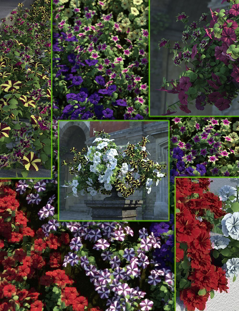Cottage Garden Flowers Vol2 - Petunias Bundle by: MartinJFrost, 3D Models by Daz 3D