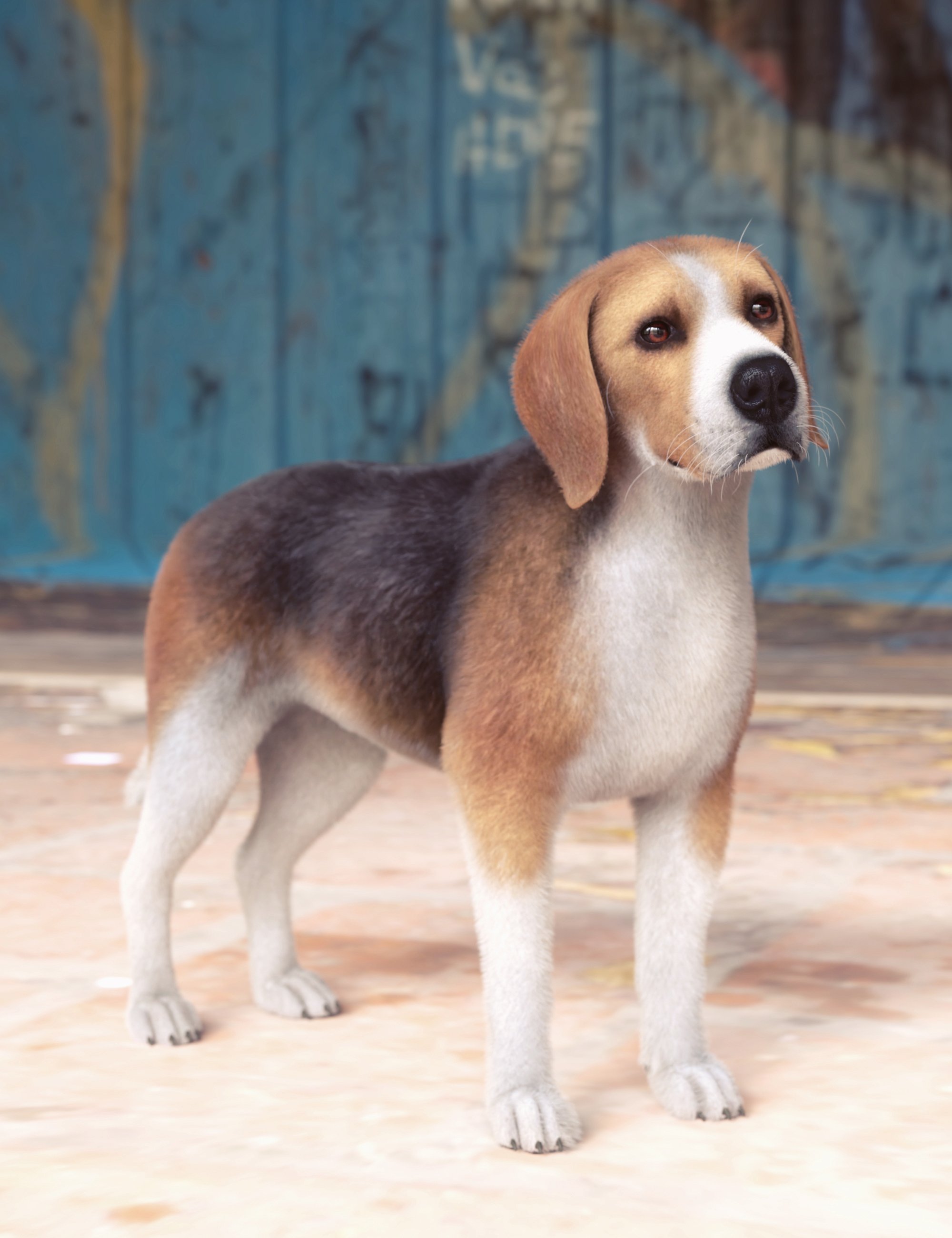 Beagle for Daz Dog 8 by: Alessandro_AM, 3D Models by Daz 3D