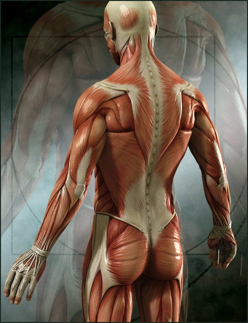 Michael 4 Muscle Maps by: shaunahowell, 3D Models by Daz 3D