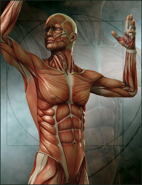 Michael 4 Muscle Maps Michael 4 Muscle Maps by: shaunahowell, 3D Models by Daz 3D