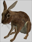 Noggin's Rabbit and Hare | Daz 3D