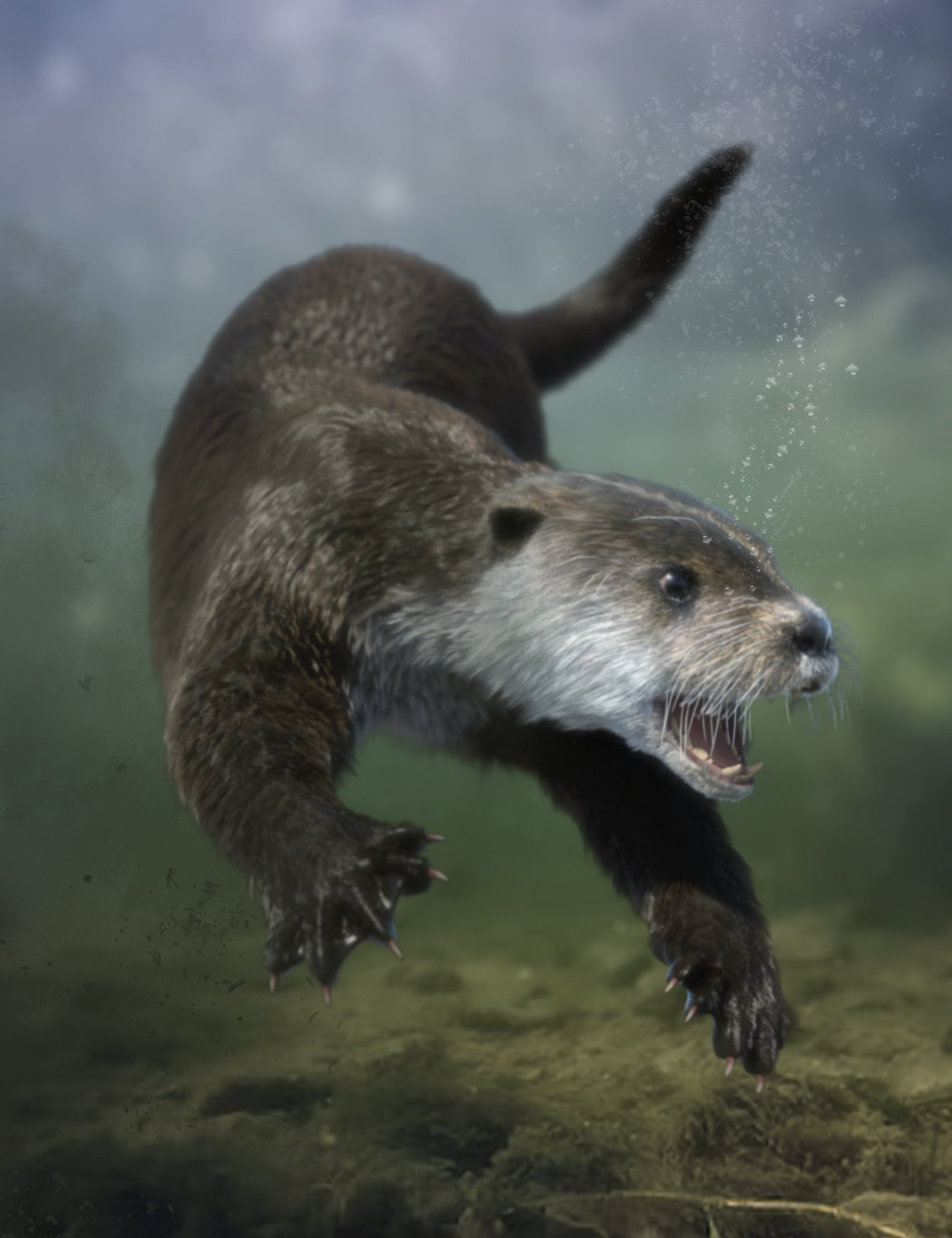 Otter by AM by: Alessandro_AM, 3D Models by Daz 3D