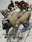 LoREZ Dogs LoREZ Dogs by: Predatron, 3D Models by Daz 3D