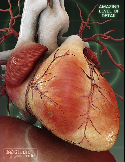 Victoria 4 Internal Organs by: nogginshaunahowell, 3D Models by Daz 3D