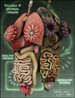 Victoria 4 Internal Organs Victoria 4 Internal Organs by: nogginshaunahowell, 3D Models by Daz 3D