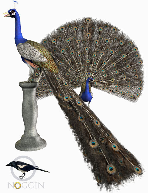 Peacock by: noggin, 3D Models by Daz 3D