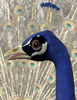Peacock by: noggin, 3D Models by Daz 3D