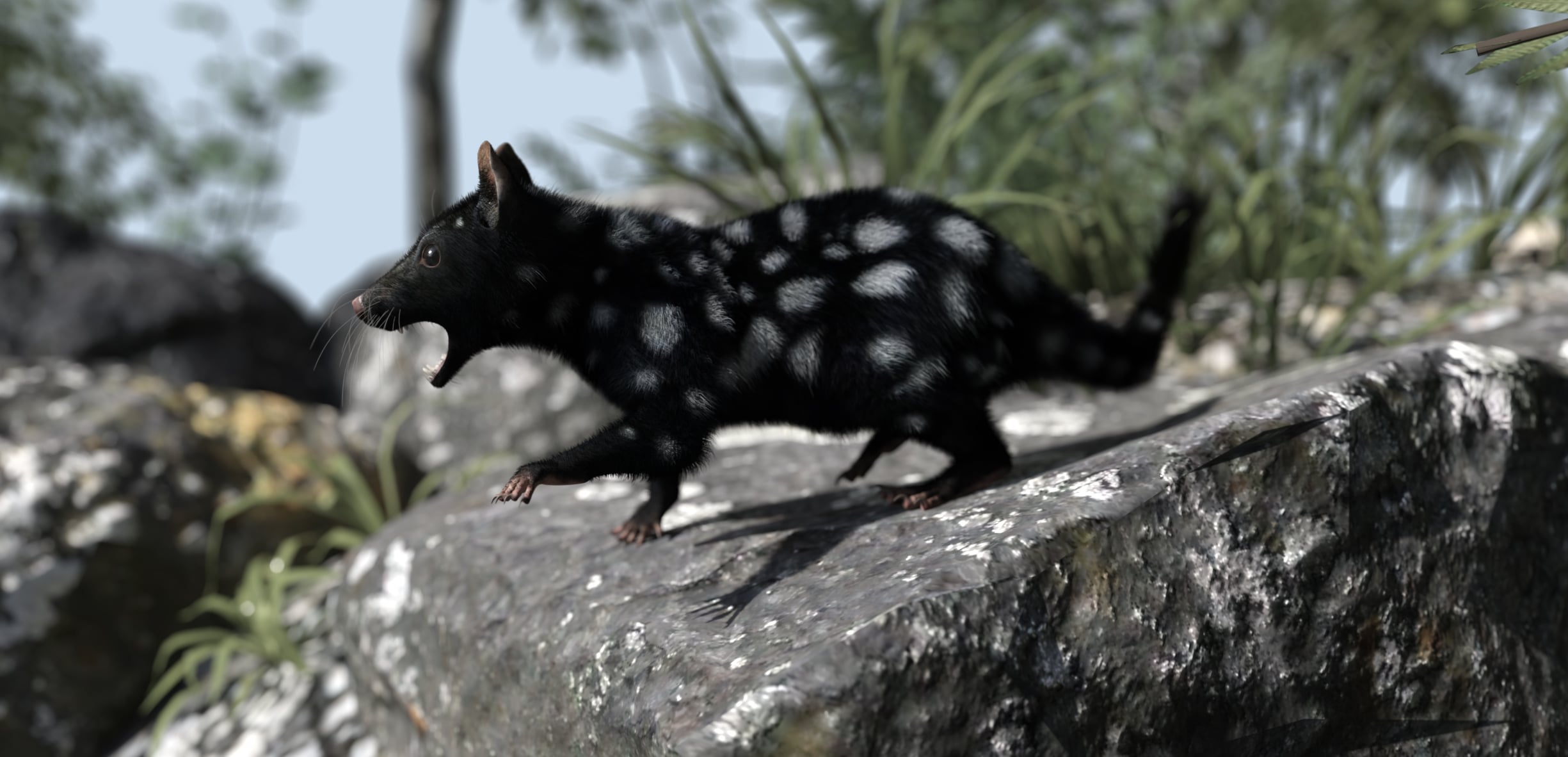 QUOLL BY AM visual data 5