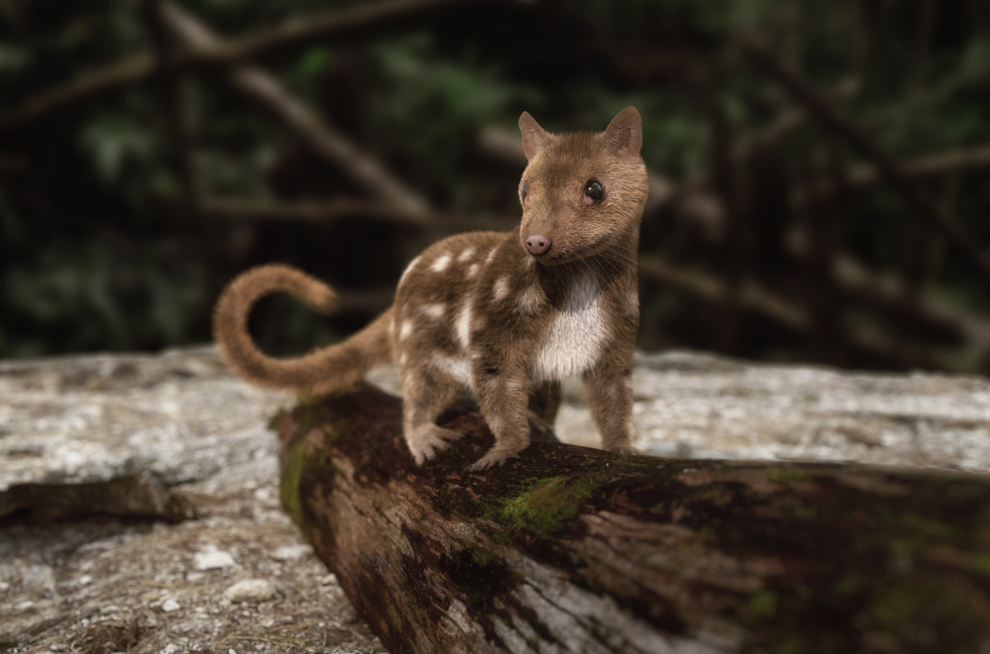 QUOLL BY AM visual data 6