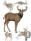 Buck Poses Buck Poses by: Digiport, 3D Models by Daz 3D
