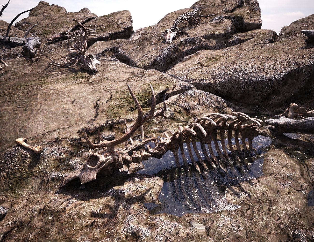 XI African Wildlands Graveyard