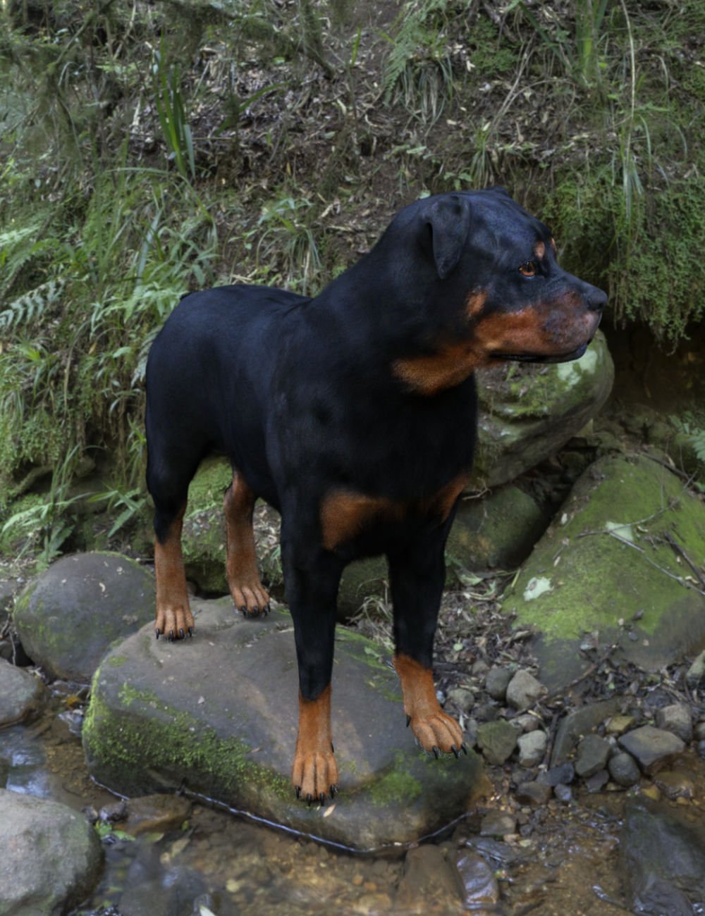 DA Rottweiler for Daz Dog 8 by: Design Anvil, 3D Models by Daz 3D