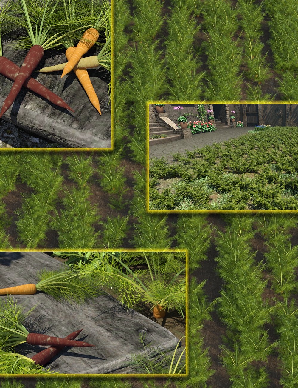 Veg Patch – Carrots