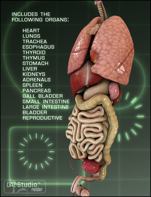 Michael 4 Internal Organs by: nogginshaunahowell, 3D Models by Daz 3D