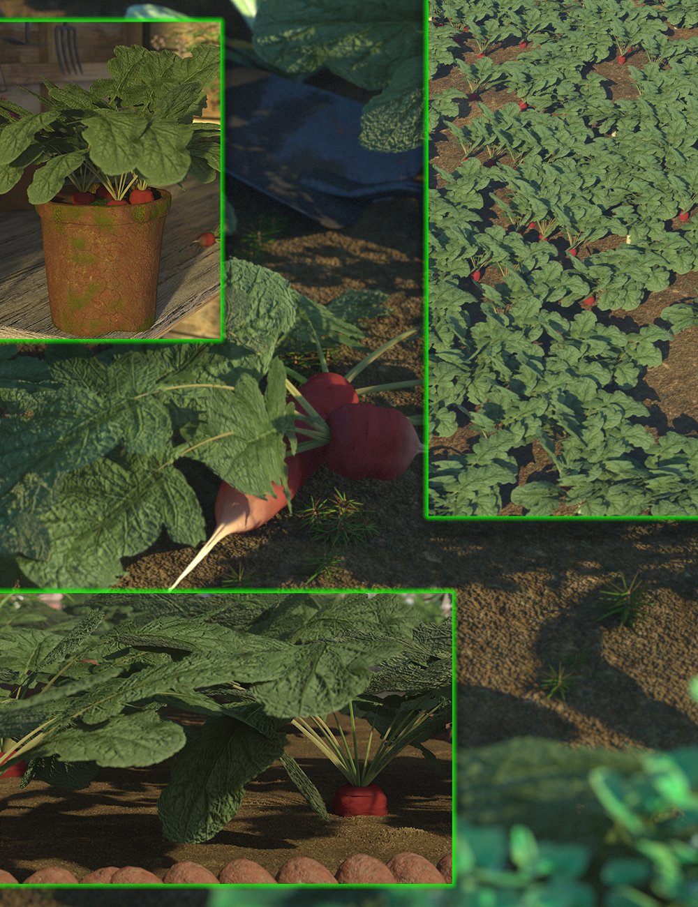 Veg Patch - Radish by: MartinJFrost, 3D Models by Daz 3D