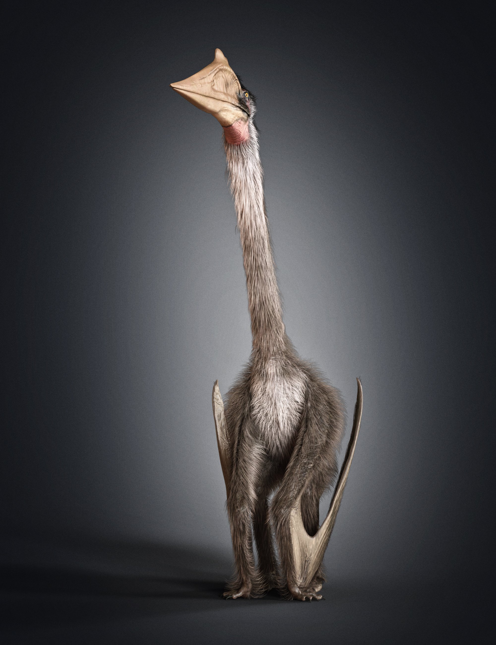 Quetzalcoatlus by AM by: Alessandro_AM, 3D Models by Daz 3D