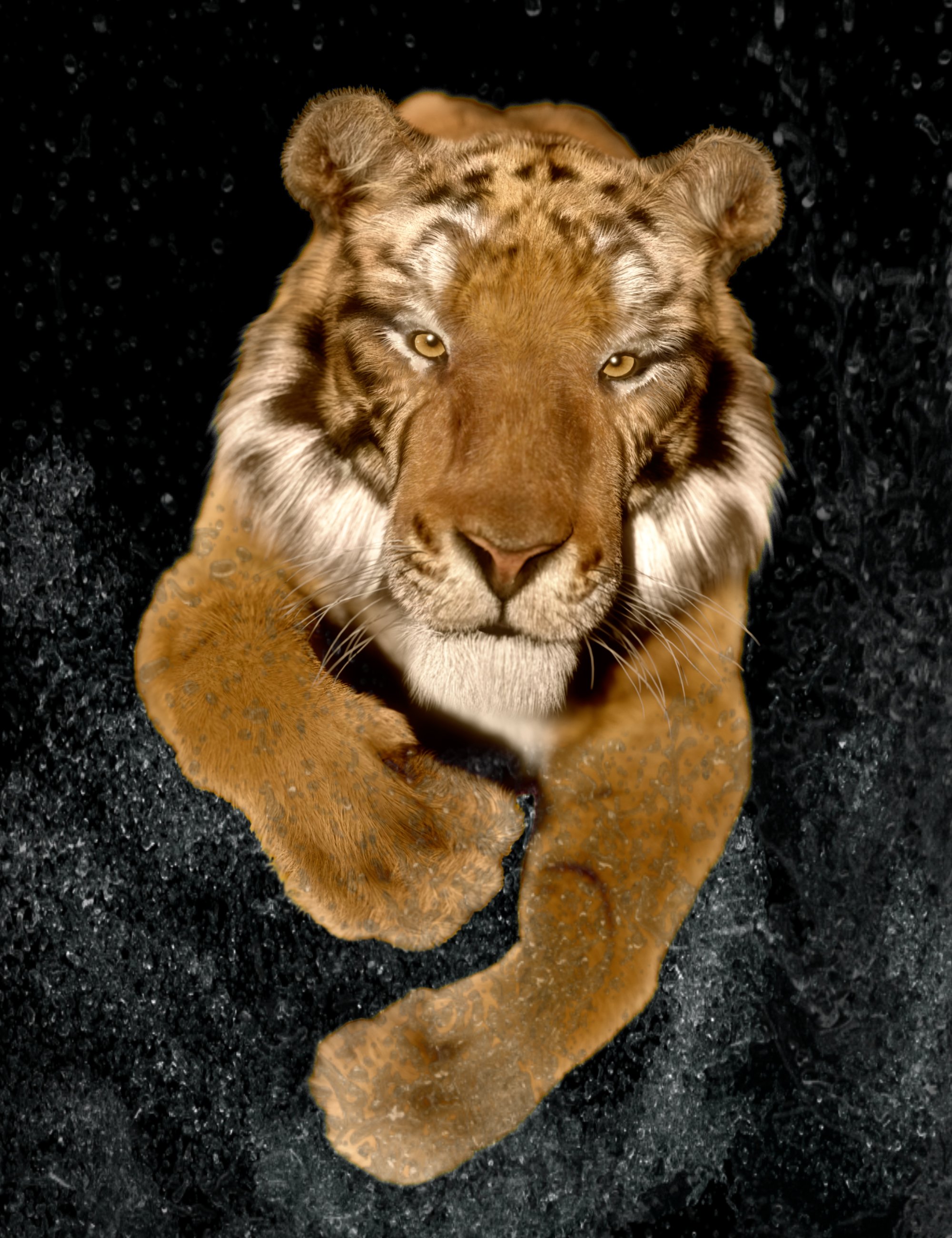 Felidae by AM - Tiger by: Alessandro_AM, 3D Models by Daz 3D