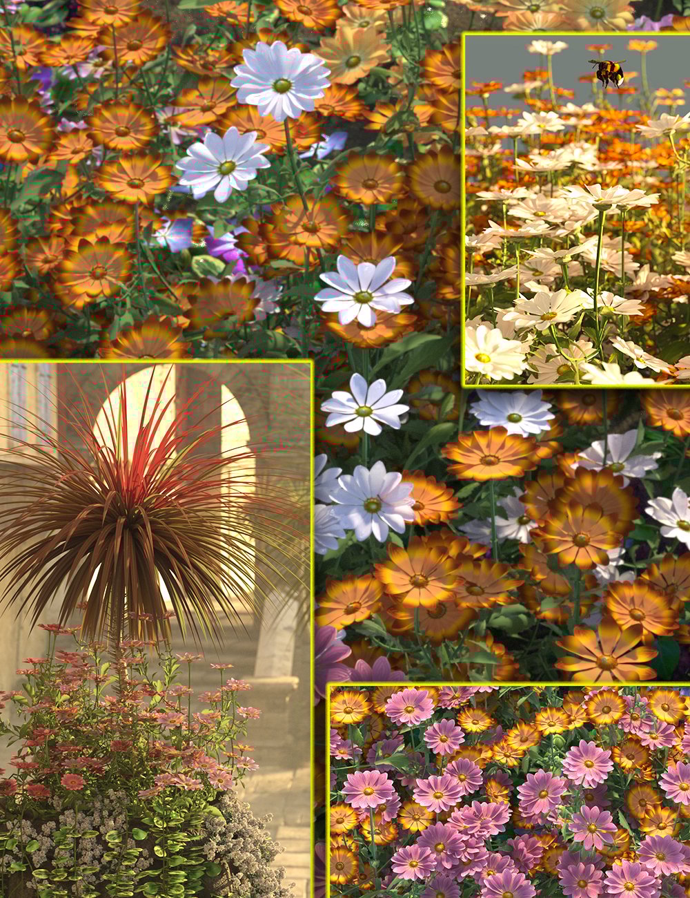 Cottage Garden Flowers – Cape Daisy