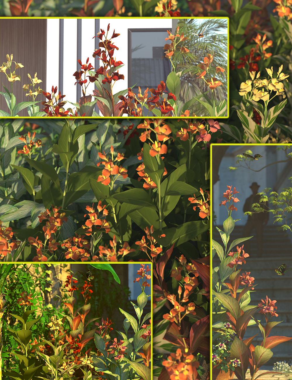 Canna - Flowering Indian Shot Plants