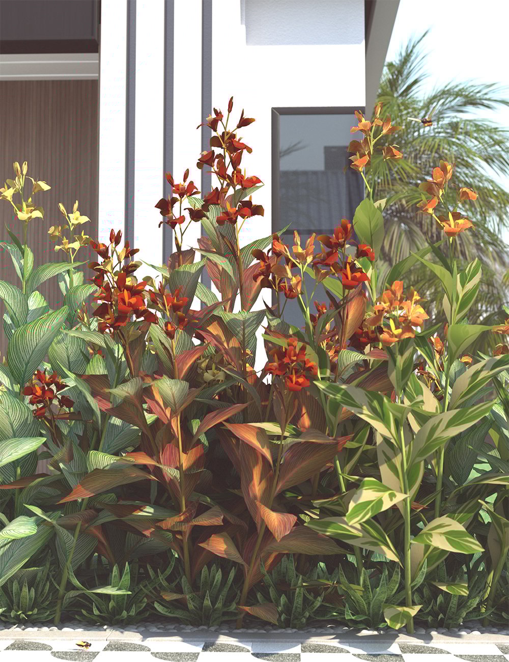 Canna - Flowering Indian Shot Plants