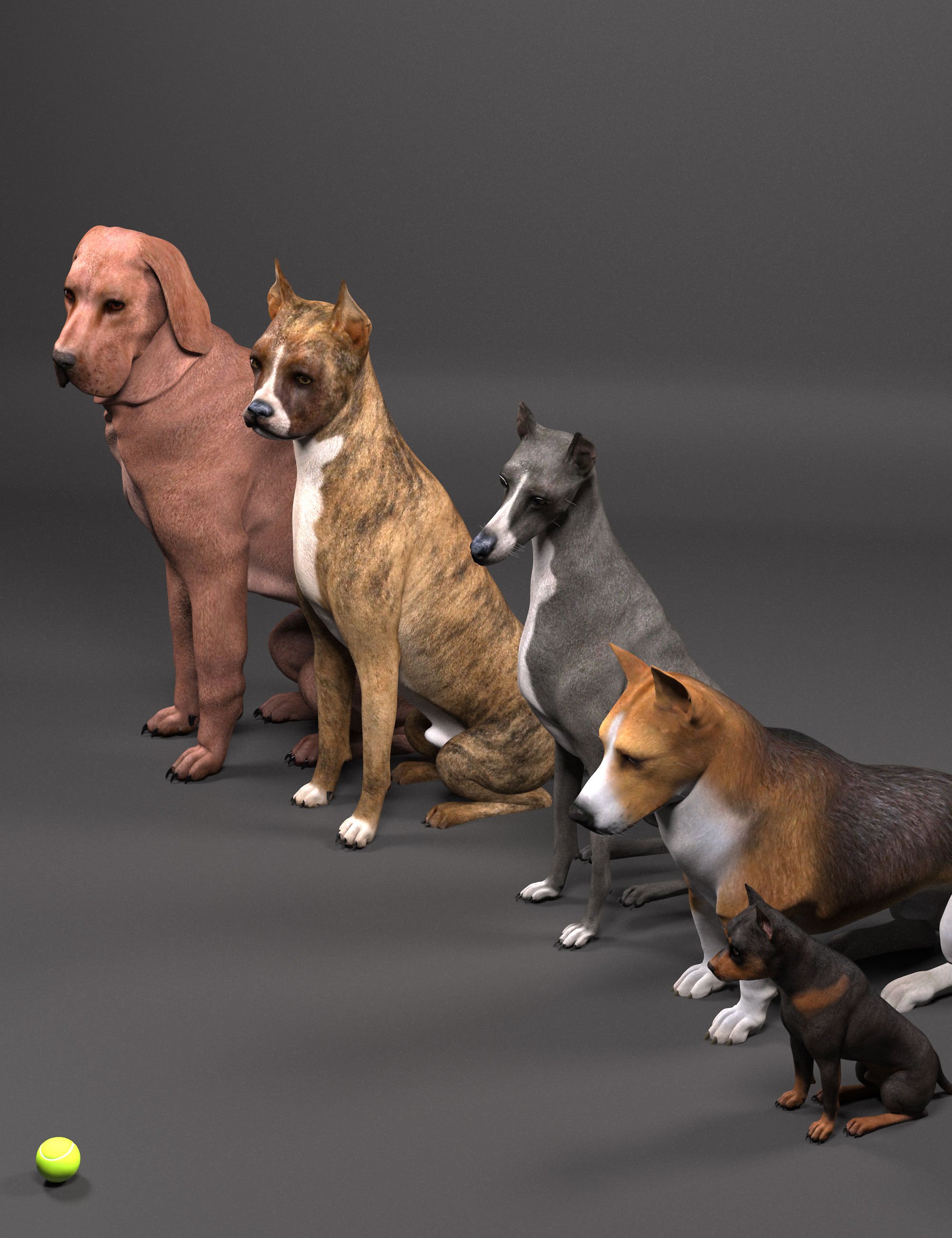 Phenotypes for Dog 8 by: Lyrra Madril, 3D Models by Daz 3D