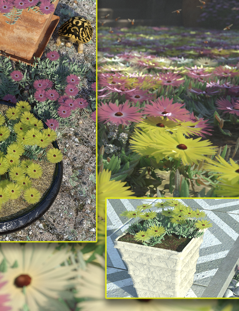 Livingstone Daisy - Garden Flowers by: MartinJFrost, 3D Models by Daz 3D