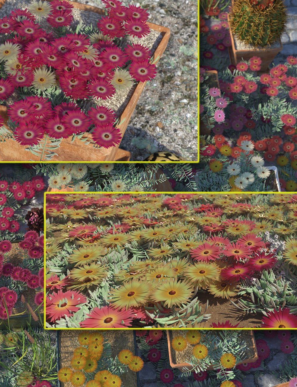 Livingstone Daisy - Garden Flowers Expansion by: MartinJFrost, 3D Models by Daz 3D