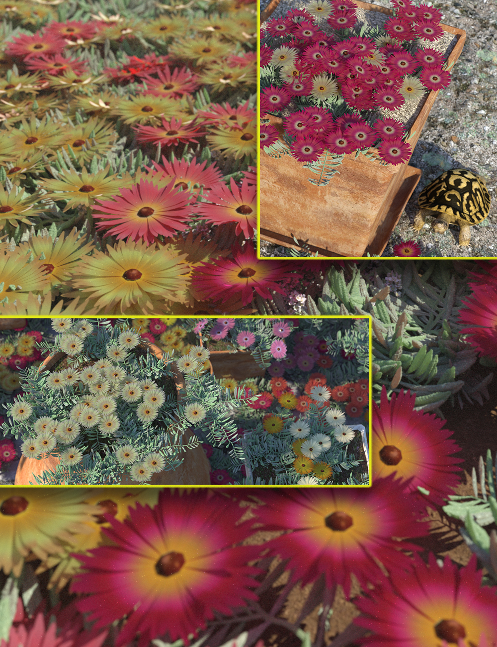Livingstone Daisy - Garden Flowers - Bundle by: MartinJFrost, 3D Models by Daz 3D
