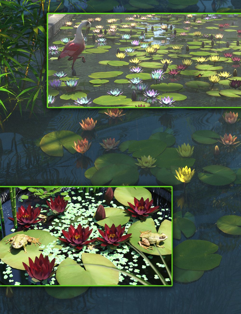 Water Lily Water Lily