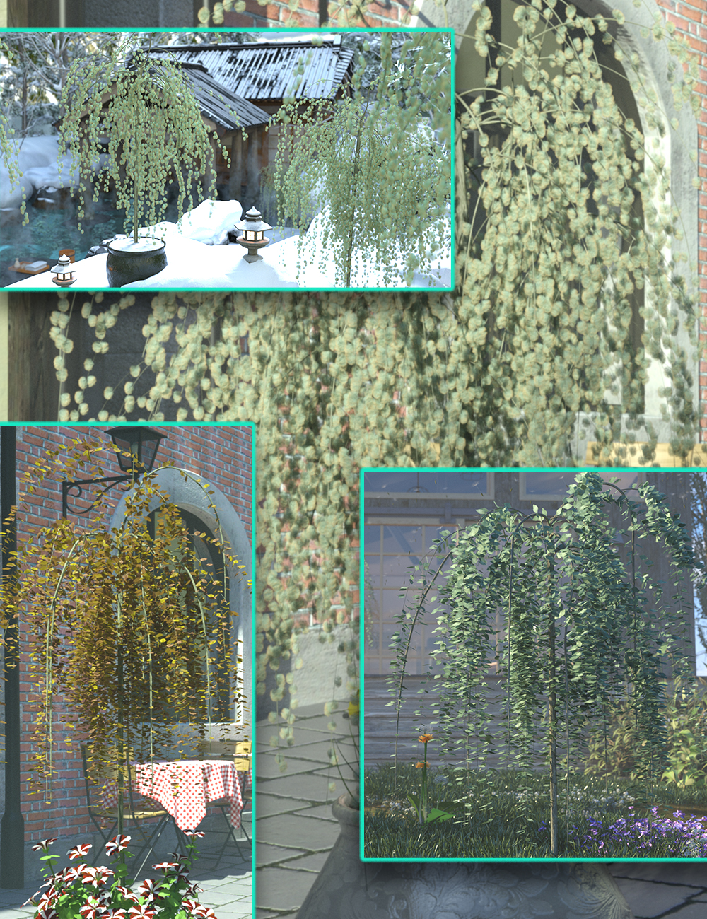 Kilmarnock Willow - Dwarf Weeping Willow Trees