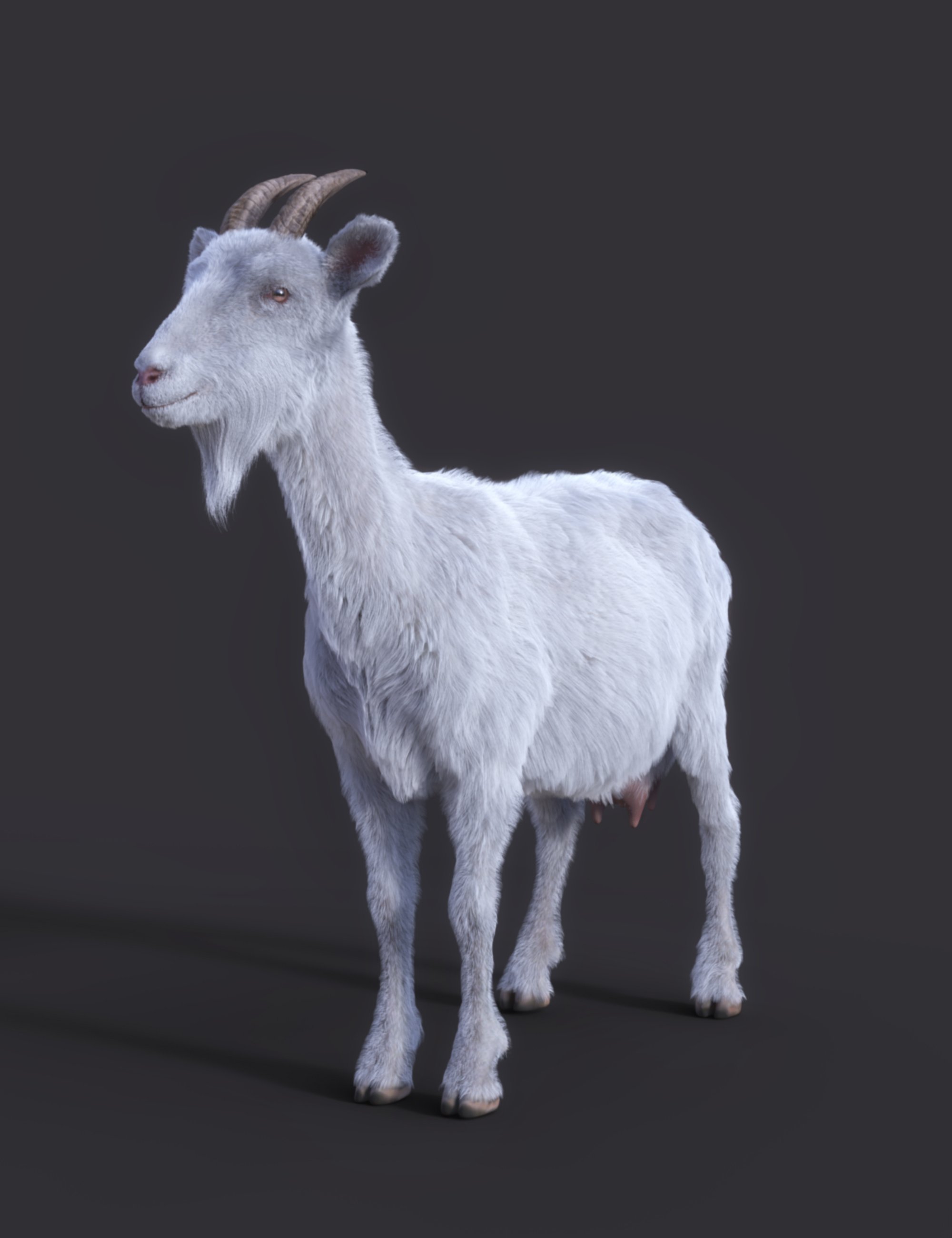 Goat by AM by: Alessandro_AM, 3D Models by Daz 3D