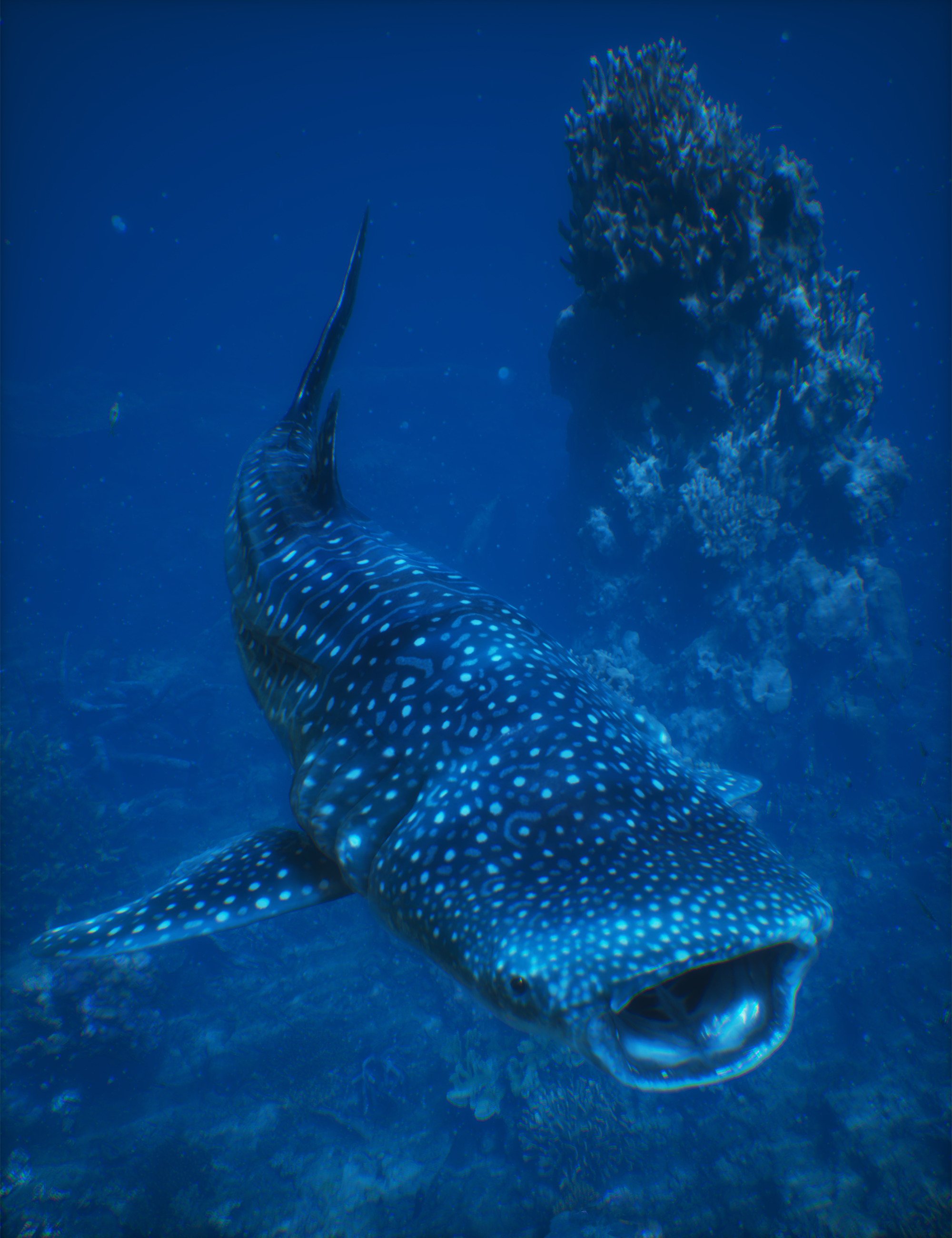Whale Shark by AM