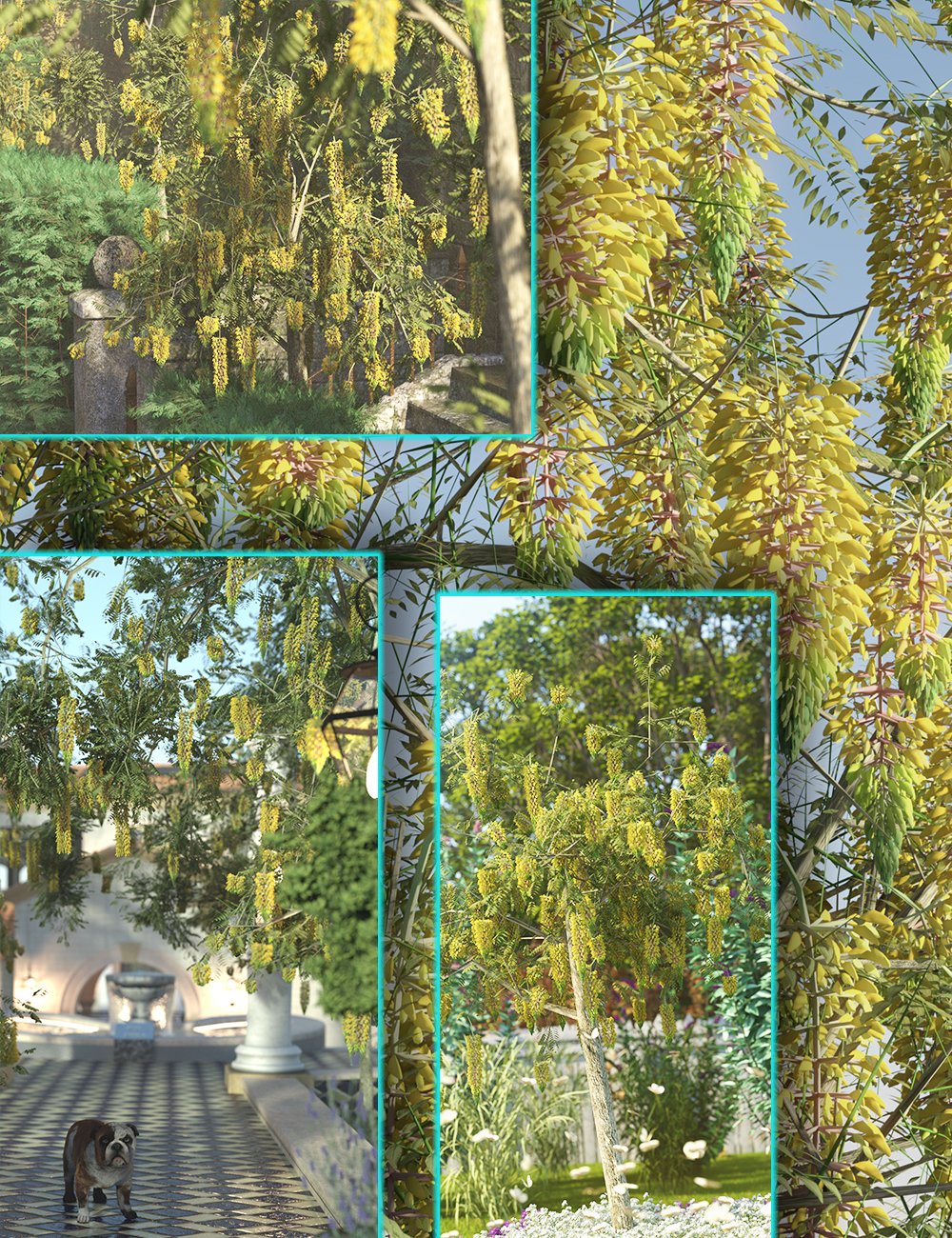 Flowering Trees - Laburnum Flowering Trees - Laburnum by: MartinJFrost, 3D Models by Daz 3D