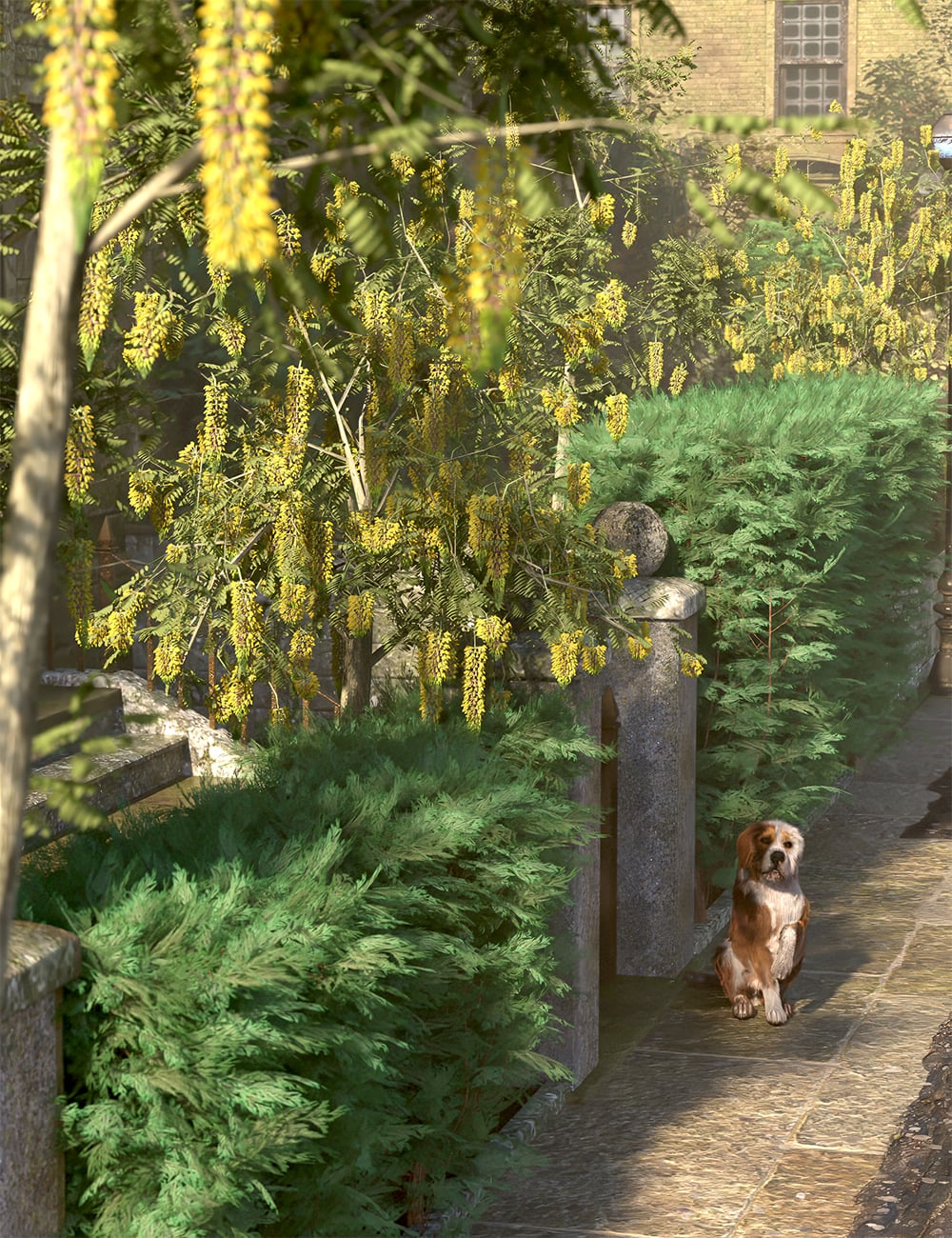 Flowering Trees - Laburnum | Daz 3D