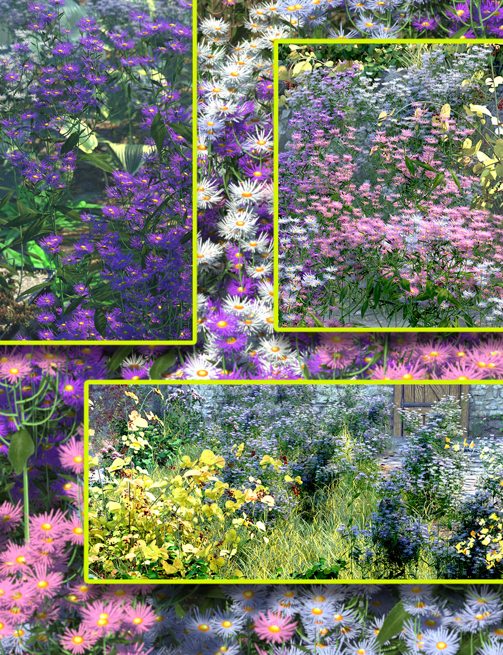 Cottage Garden Flowers Michaelmas Daisies by: MartinJFrost, 3D Models by Daz 3D