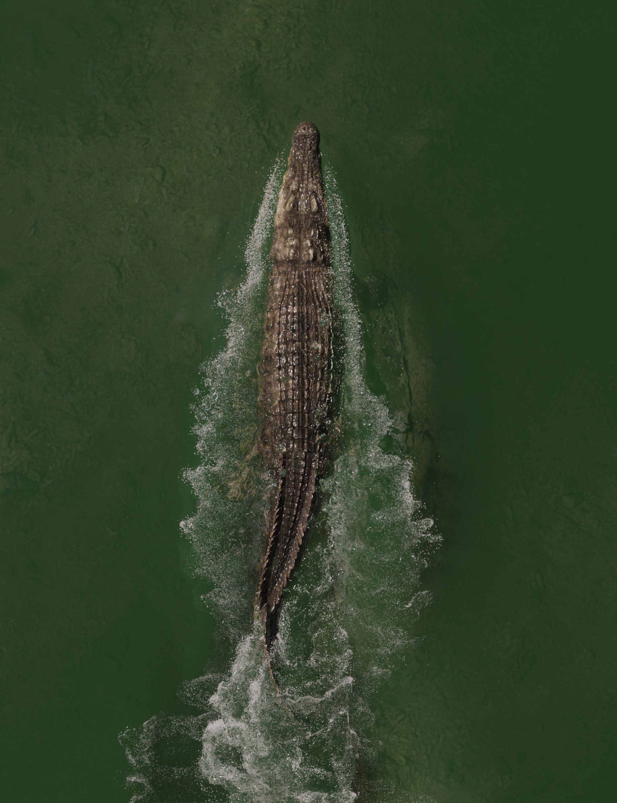 Saltwater Crocodile by AM by: Alessandro_AM, 3D Models by Daz 3D