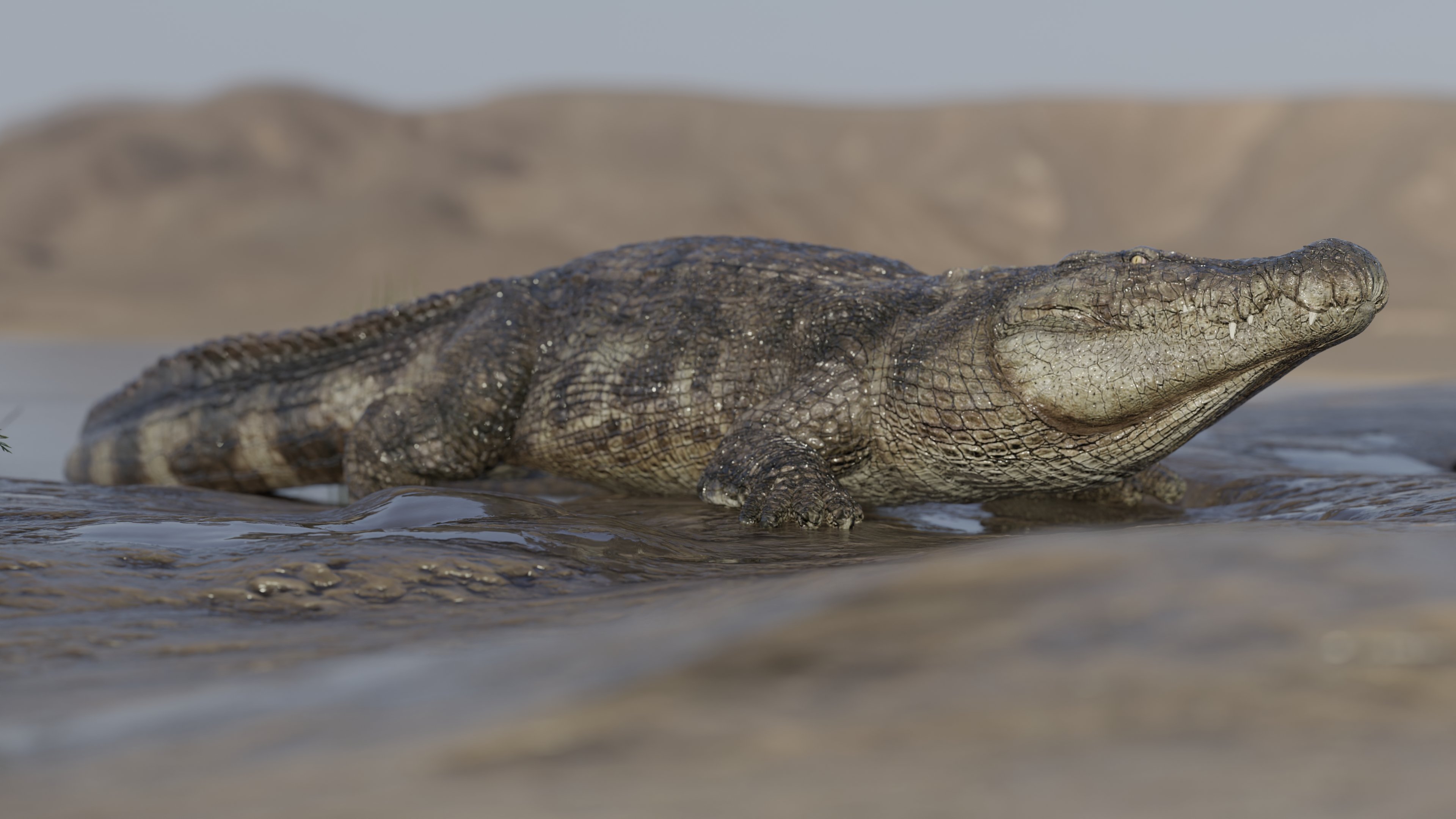 Saltwater Crocodile by AM