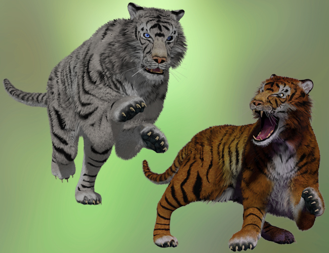 Tigers by AM by: Alessandro_AM, 3D Models by Daz 3D