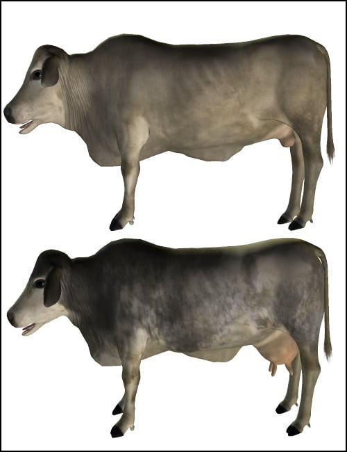 Noggin's Brahman Cow and Bull Noggin's Brahman Cow and Bull by: noggin, 3D Models by Daz 3D