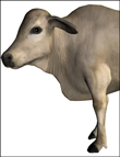 Noggin's Brahman Cow and Bull by: noggin, 3D Models by Daz 3D