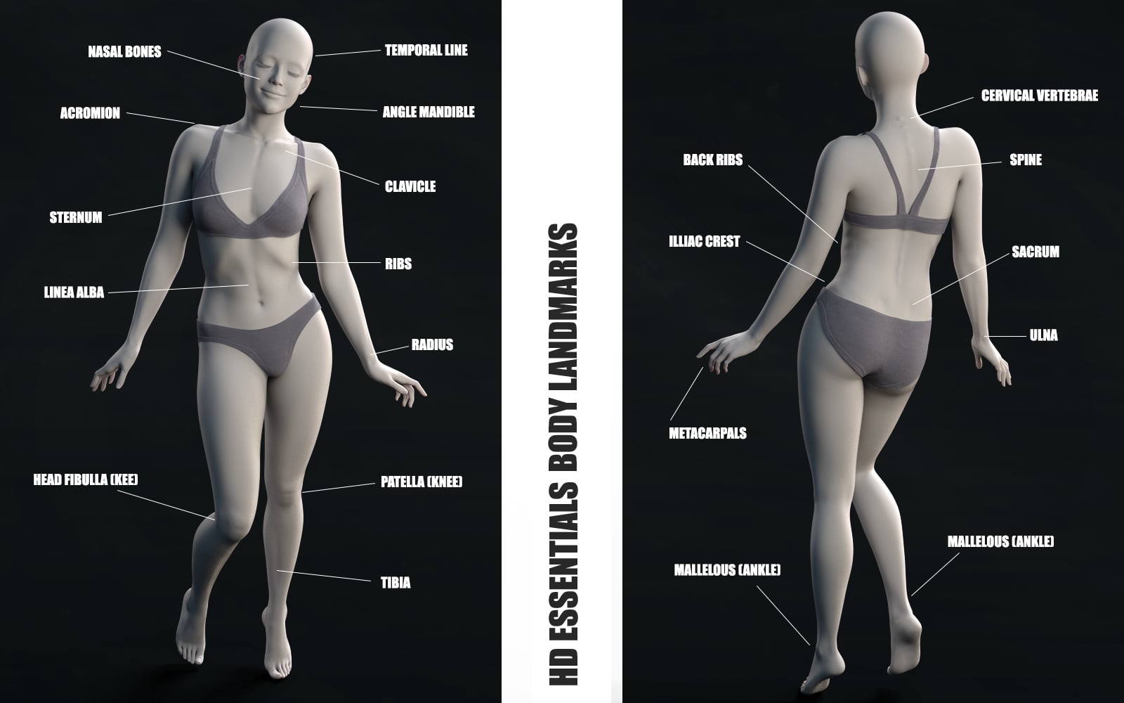 HD Essentials Body Landmarks for Genesis 9 ⋆ Genesis 9 Download
