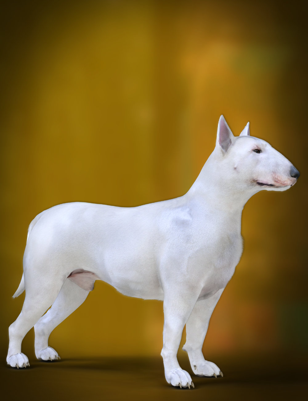 DA Bull Terrier for Daz Dog 8 by: Design Anvil, 3D Models by Daz 3D