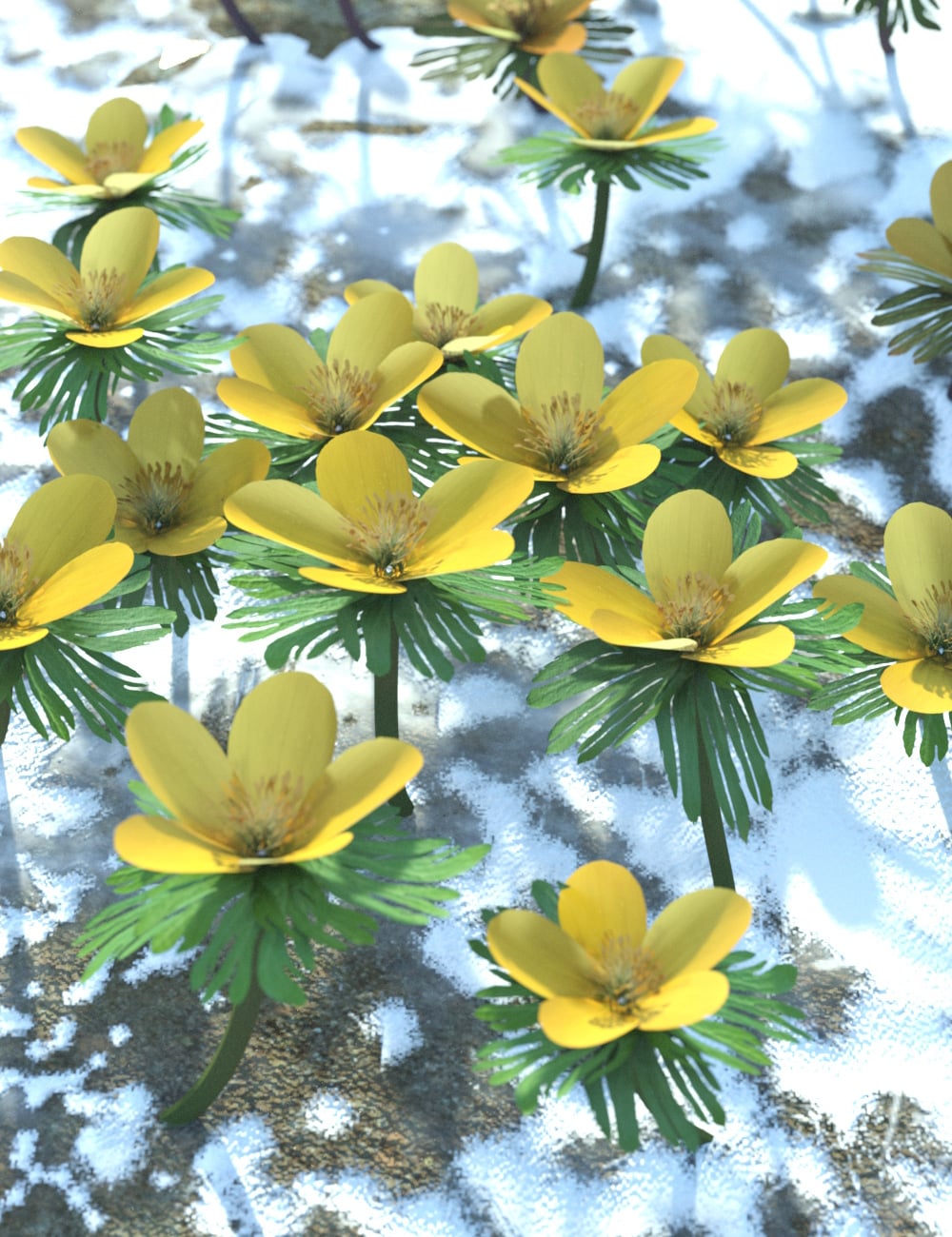 Spring Flowers - Winter Aconite by: MartinJFrost, 3D Models by Daz 3D
