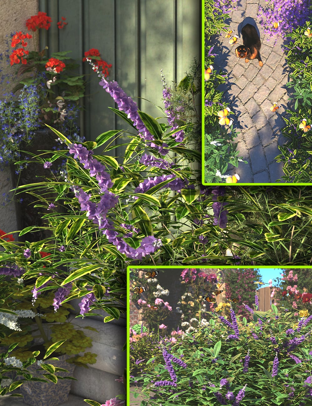 Flowering Hebe Bushes by: MartinJFrost, 3D Models by Daz 3D