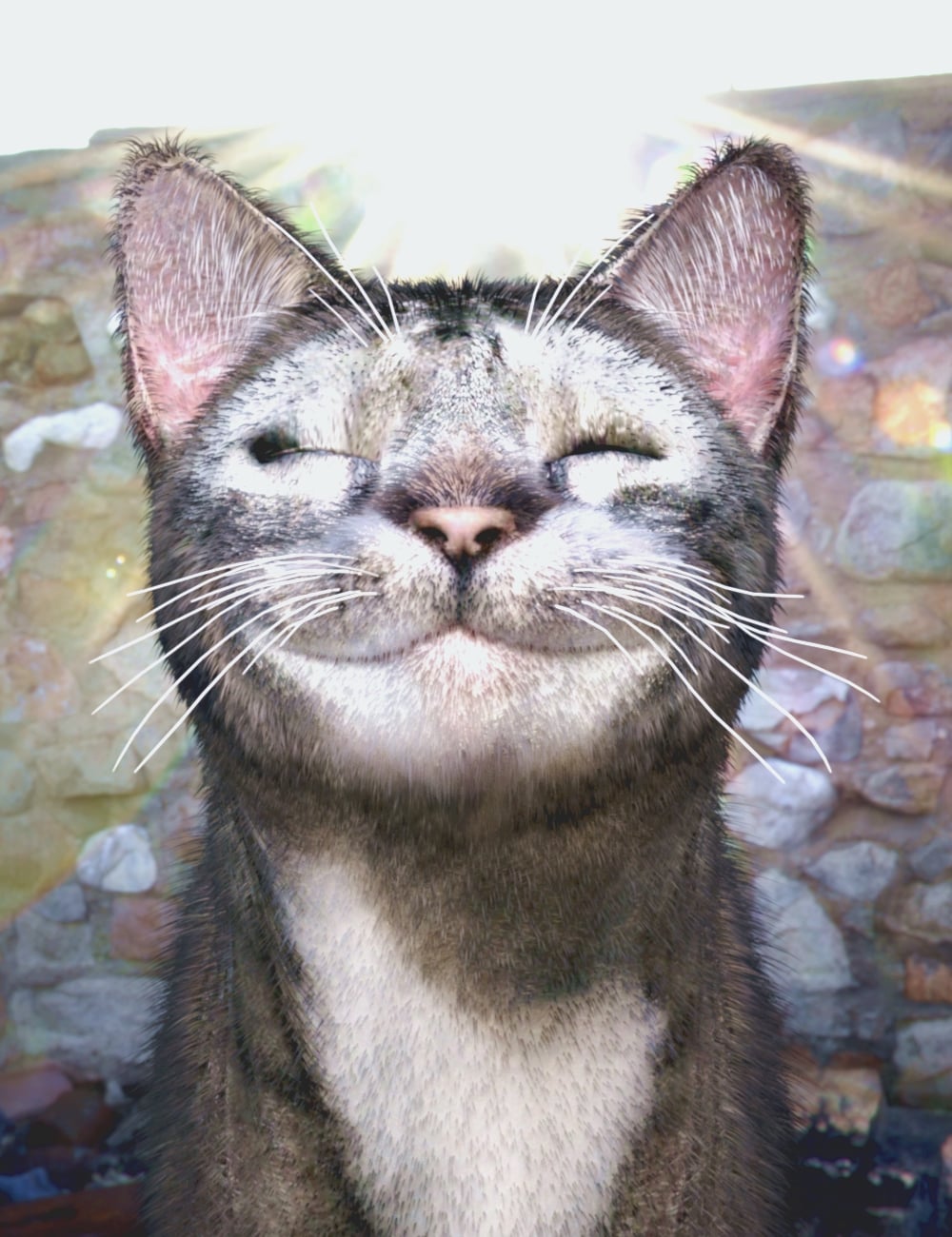 T3d Meow Xpress for Daz House Cat by: Tempesta3d, 3D Models by Daz 3D