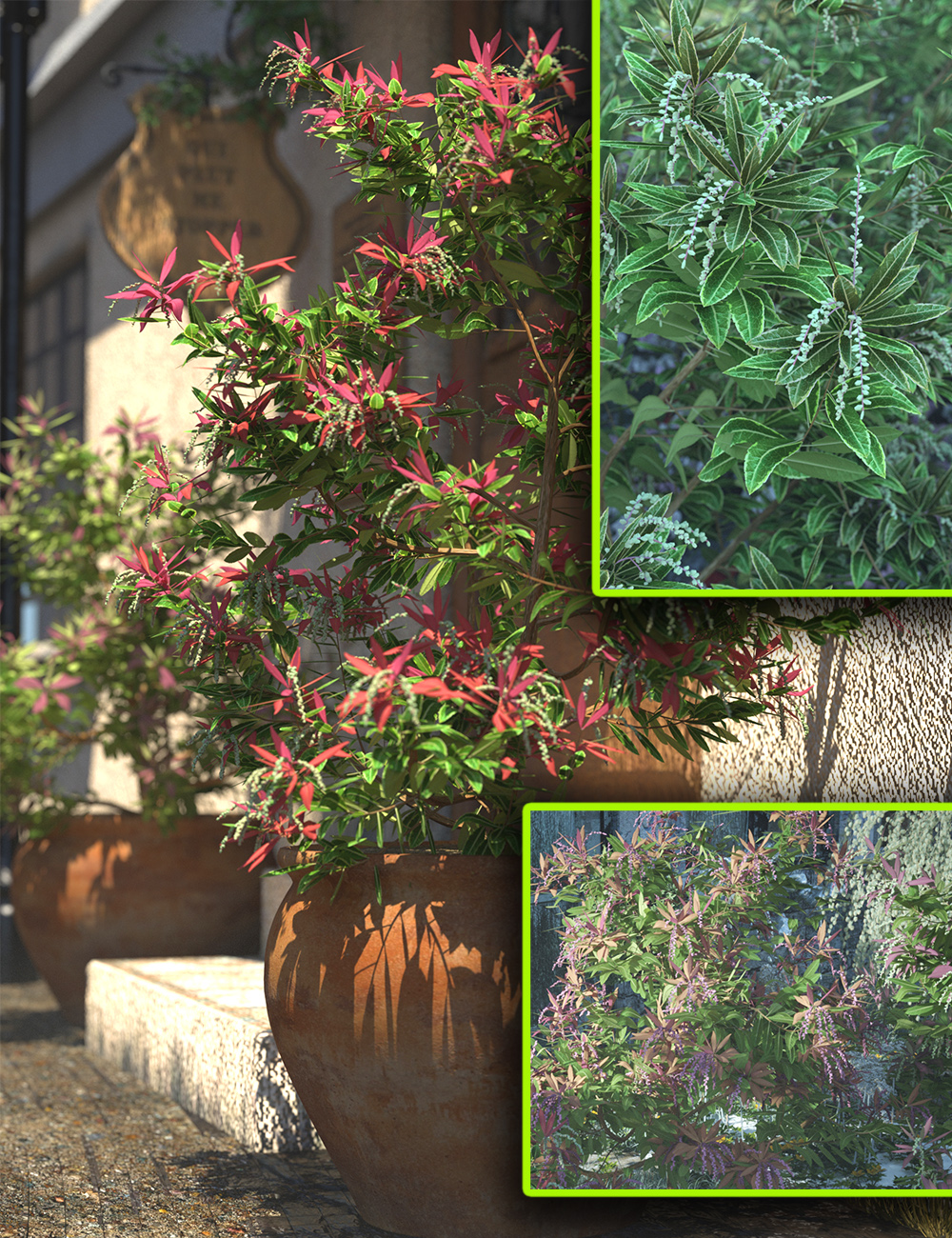 Peiris Bushes by: MartinJFrost, 3D Models by Daz 3D