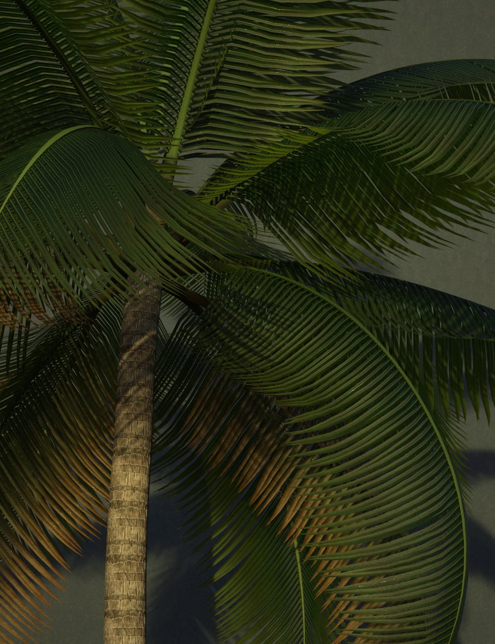 FN Pine and Palm Tree Collection by: Feng, 3D Models by Daz 3D