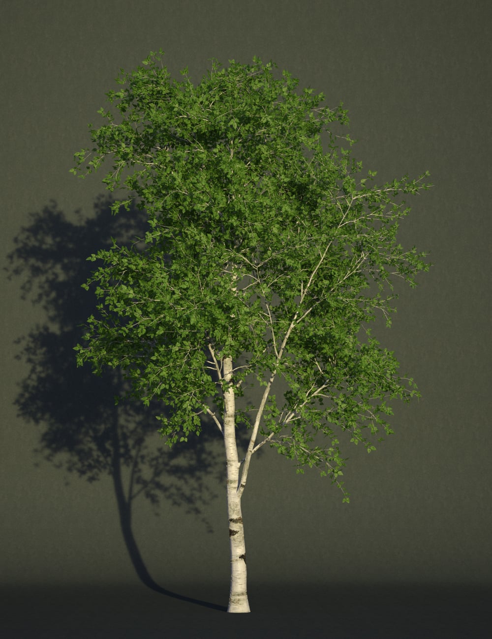 FN Seasonal Birch Tree Collection by: Feng, 3D Models by Daz 3D